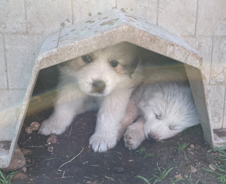 Great Pyrenees Puppies